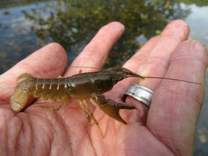 Crayfish